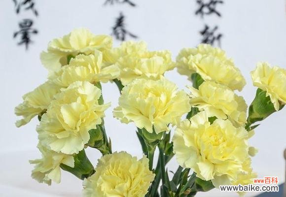 传承爱情与敬意的花语 康乃馨的含义与象征