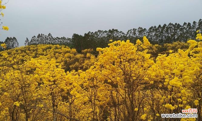 听见风的声音，闻到花的气息——探访风铃花的花语 风铃花的花语