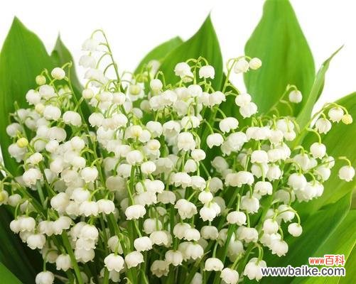 听见风的声音，闻到花的气息——探访风铃花的花语 风铃花的花语