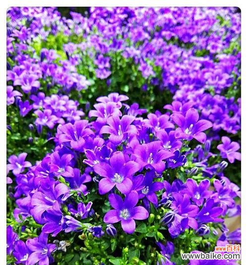 听见风的声音，闻到花的气息——探访风铃花的花语 风铃花的花语