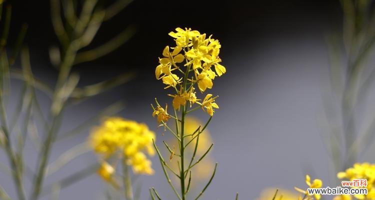 揭秘不同花卉的寓意和象征 春天花的花语