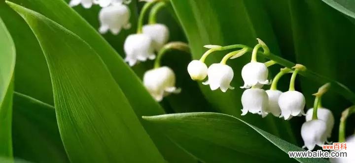 揭秘不同花卉的寓意和象征 春天花的花语