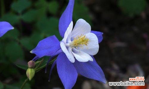 揭秘不同花卉的寓意和象征 春天花的花语