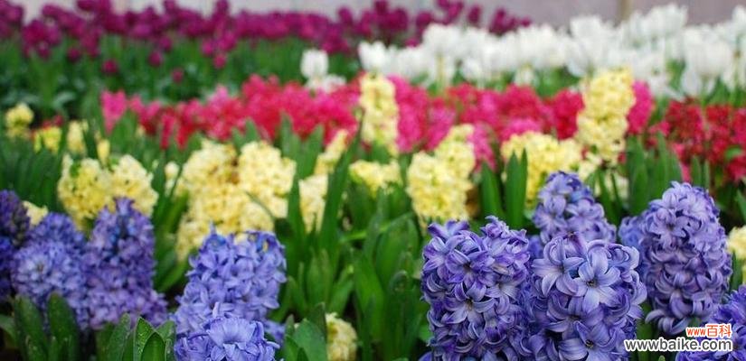 揭秘洛丽玛丝花语的历史和文化内涵 洛丽玛丝——神秘的花语