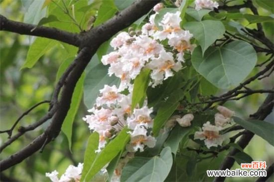 楸树的常见四大病害及其防治