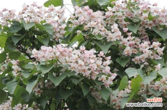 楸树的常见四大病害及其防治