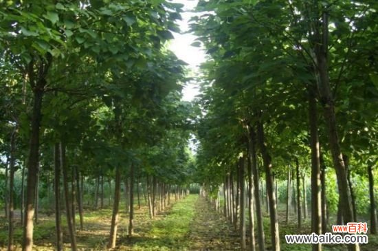 楸树常见虫害及其防治,泡桐龟甲幼虫期药剂杀灭