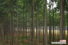 楸树常见虫害及其防治，泡桐龟甲幼虫期药剂杀灭