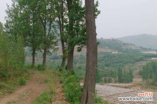 楸树常见虫害及其防治,泡桐龟甲幼虫期药剂杀灭