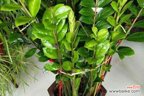 金钱木的叶片变黑的原因