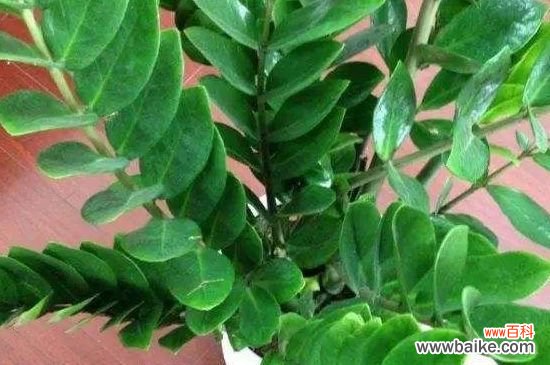 金钱木的叶片变黑的原因