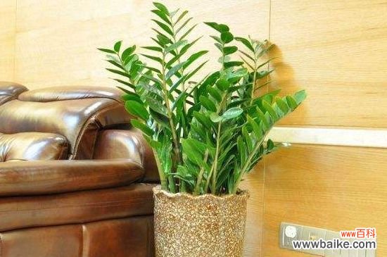 金钱木的叶子发黄原因及解决方法