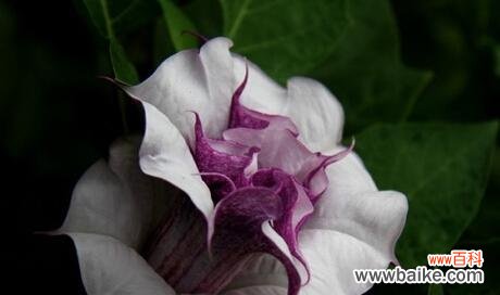 荒原中的神秘之花，散发着奇妙的力量与美丽 曼陀罗华的花语与传说