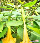 探究紫色曼陀罗花的象征意义 紫色曼陀罗花的花语