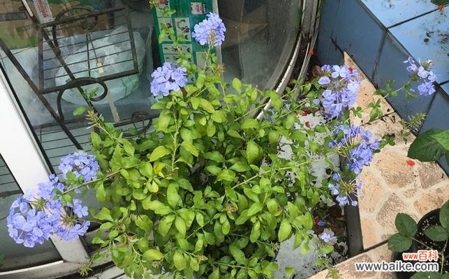 蓝雪花的意义和传说 蓝雪花的花语及象征意义