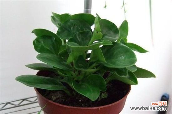 碧玉开花后怎么处理？剪掉花朵正常养护