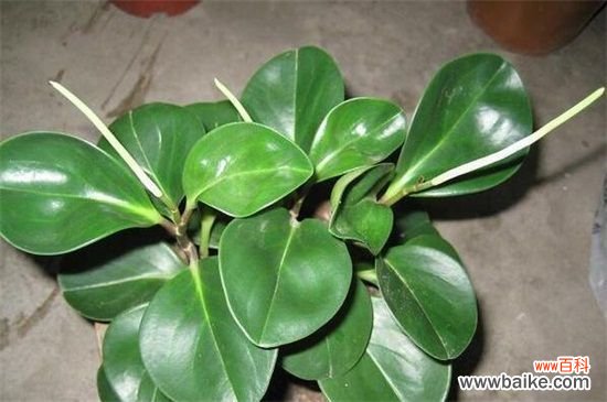 碧玉开花后怎么处理？剪掉花朵正常养护