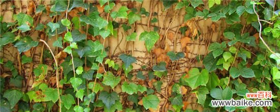 常青藤叶子发黄干枯