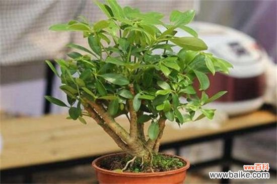 鸭掌木为什么会掉叶子?鸭掌木4种原因会掉叶子及解决方法