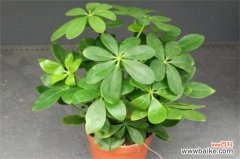 鸭掌木为什么会掉叶子？鸭掌木4种原因会掉叶子及解决方法