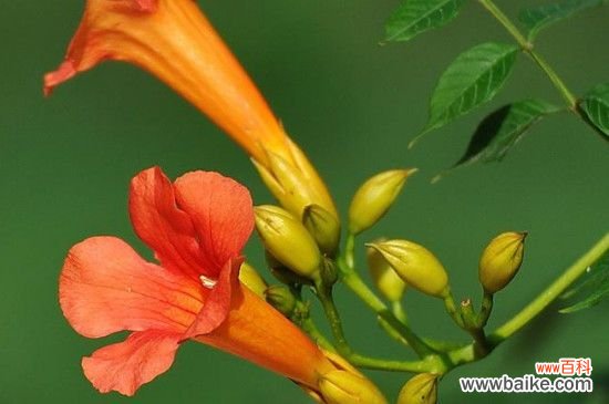 凌霄花三年不开花的原因