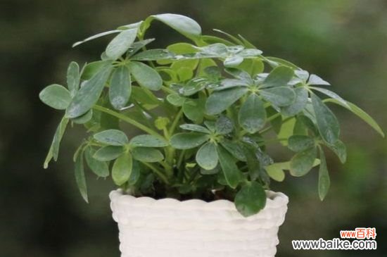 鸭掌木叶子冻了怎么办?鸭掌木的叶子受冻解决方法