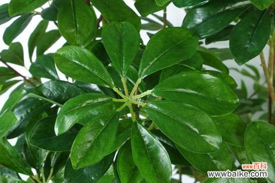 鸭掌木叶子冻了怎么办?鸭掌木的叶子受冻解决方法