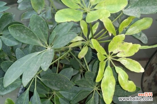 鸭掌木叶子冻了怎么办?鸭掌木的叶子受冻解决方法