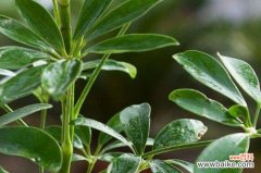 鸭掌木叶子冻了怎么办？鸭掌木的叶子受冻解决方法