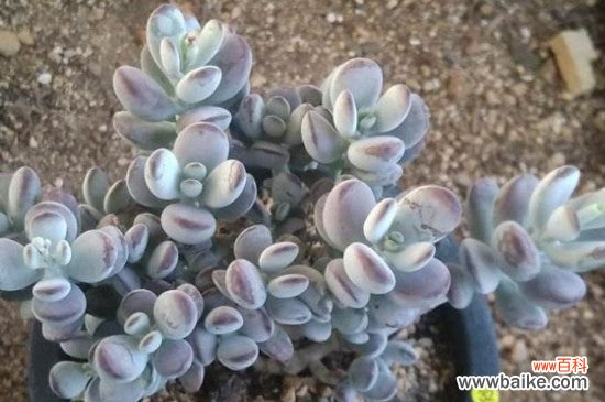 乒乓福娘掉叶子的原因