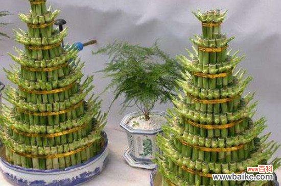 富贵竹叶尖干枯怎么办？富贵竹叶尖干枯的处理方法