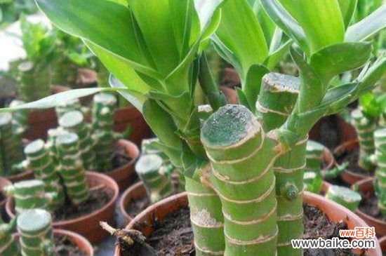 富贵竹叶尖干枯怎么办？富贵竹叶尖干枯的处理方法