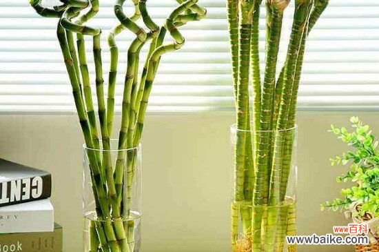 富贵竹叶尖干枯怎么办？富贵竹叶尖干枯的处理方法