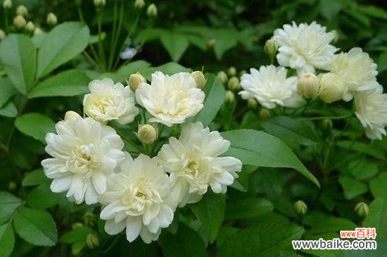 木香叶子发黄掉叶子的原因