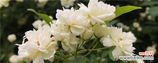 木香叶子发黄掉叶子的原因