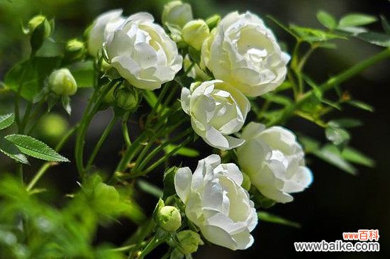 木香叶子发黄掉叶子的原因