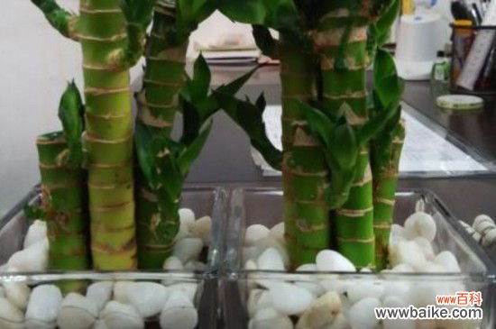 富贵竹没生根叶子发黄的原因