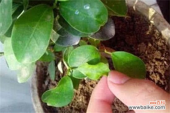 人参榕叶子长黑斑怎么办？人参榕叶子长黑斑的处理方法