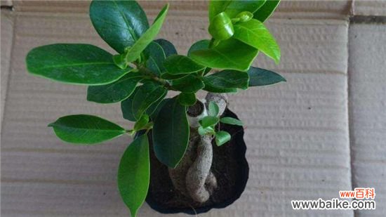 人参榕叶子长黑斑怎么办？人参榕叶子长黑斑的处理方法