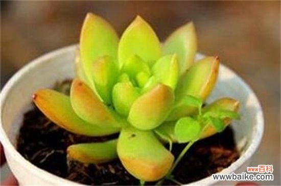 黄丽病虫害及防治方法：叶斑病处理病叶洒药防治