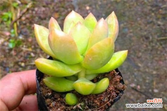 黄丽病虫害及防治方法：叶斑病处理病叶洒药防治