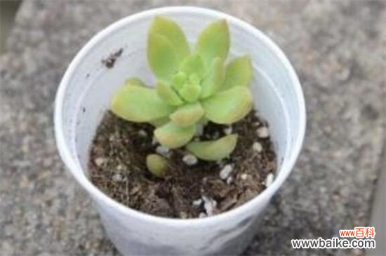 多肉黄丽化水怎么办？多肉黄丽化水的解决方法