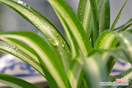 吊兰叶子发白的原因