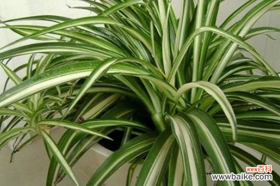 吊兰叶子发白的原因