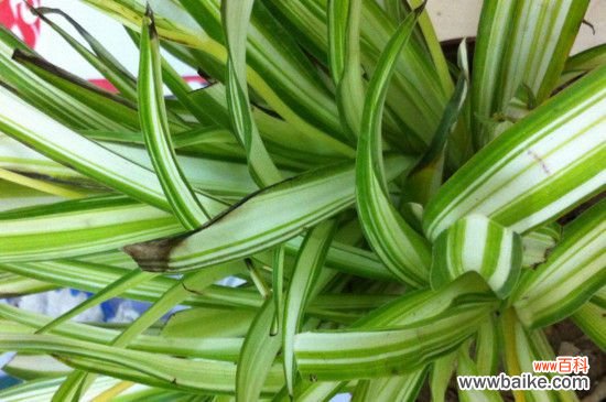 吊兰叶子发白的原因