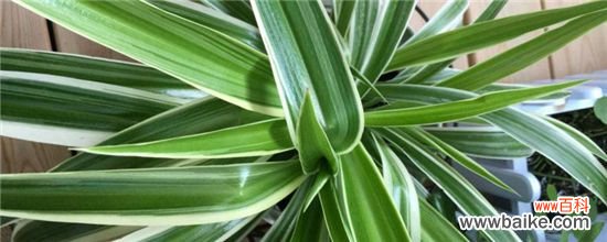 吊兰叶子发白的原因