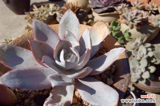 多肉叶片发霉用什么药？多肉叶片发霉的用药选择