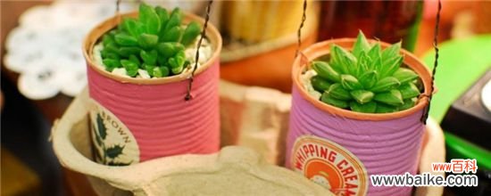 多肉叶片发霉用什么药？多肉叶片发霉的用药选择