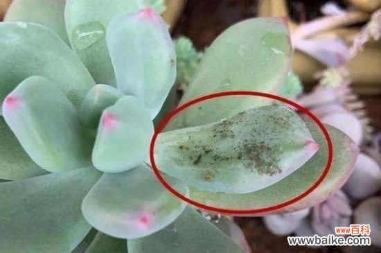 多肉叶片发霉用什么药？多肉叶片发霉的用药选择