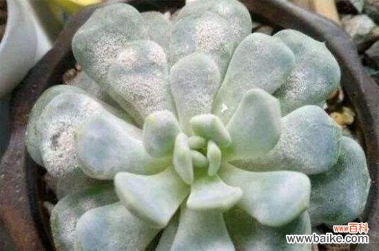 多肉叶片白霉斑的救治方法